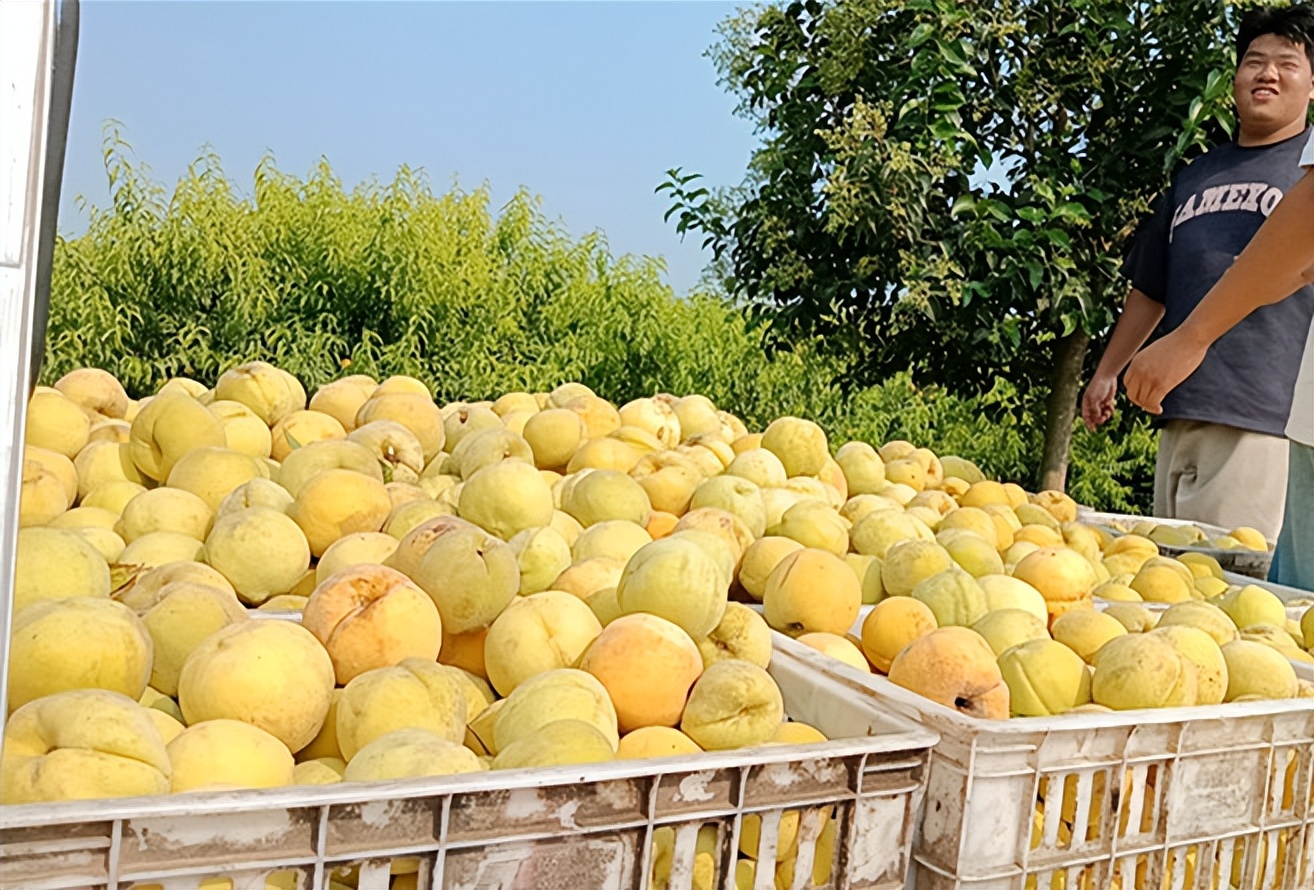 虞城张集创业,虞城县张集镇专业种黄桃基地