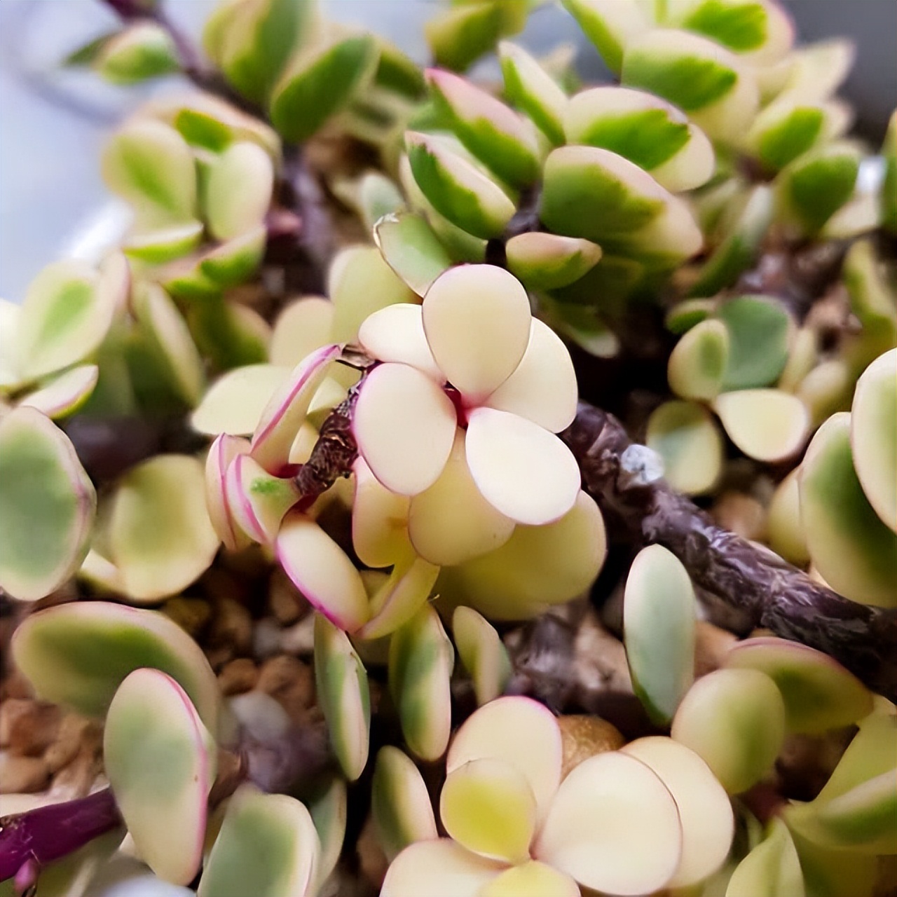 102个大类近500个多肉植物图片，都极其美丽，建议在家中也养一盆