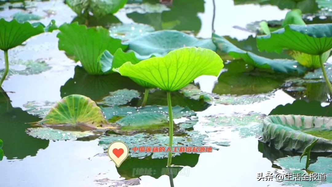 武汉藕汤记忆,武汉市蔡甸特产蔡甸莲藕