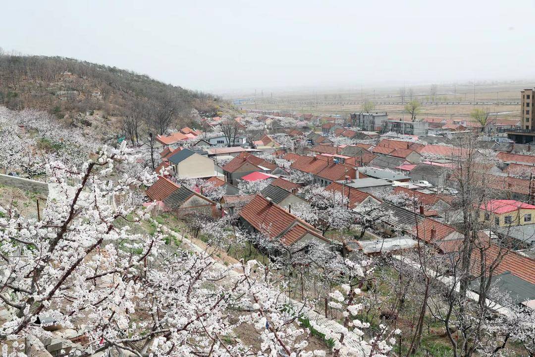 来山里看梅花,东港大孤山杏梅节直播
