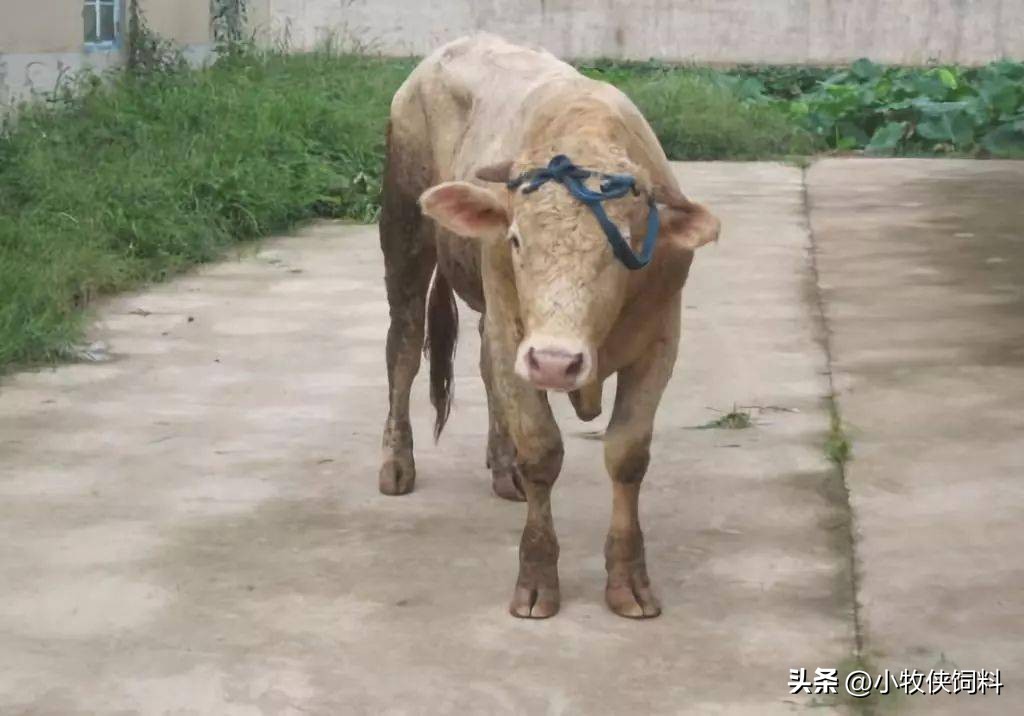 牛流鼻涕如何防治,牛流鼻涕怎么治疗最快