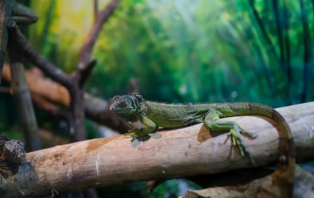 永泰青梅花开全部视频,永泰青梅丰收季节