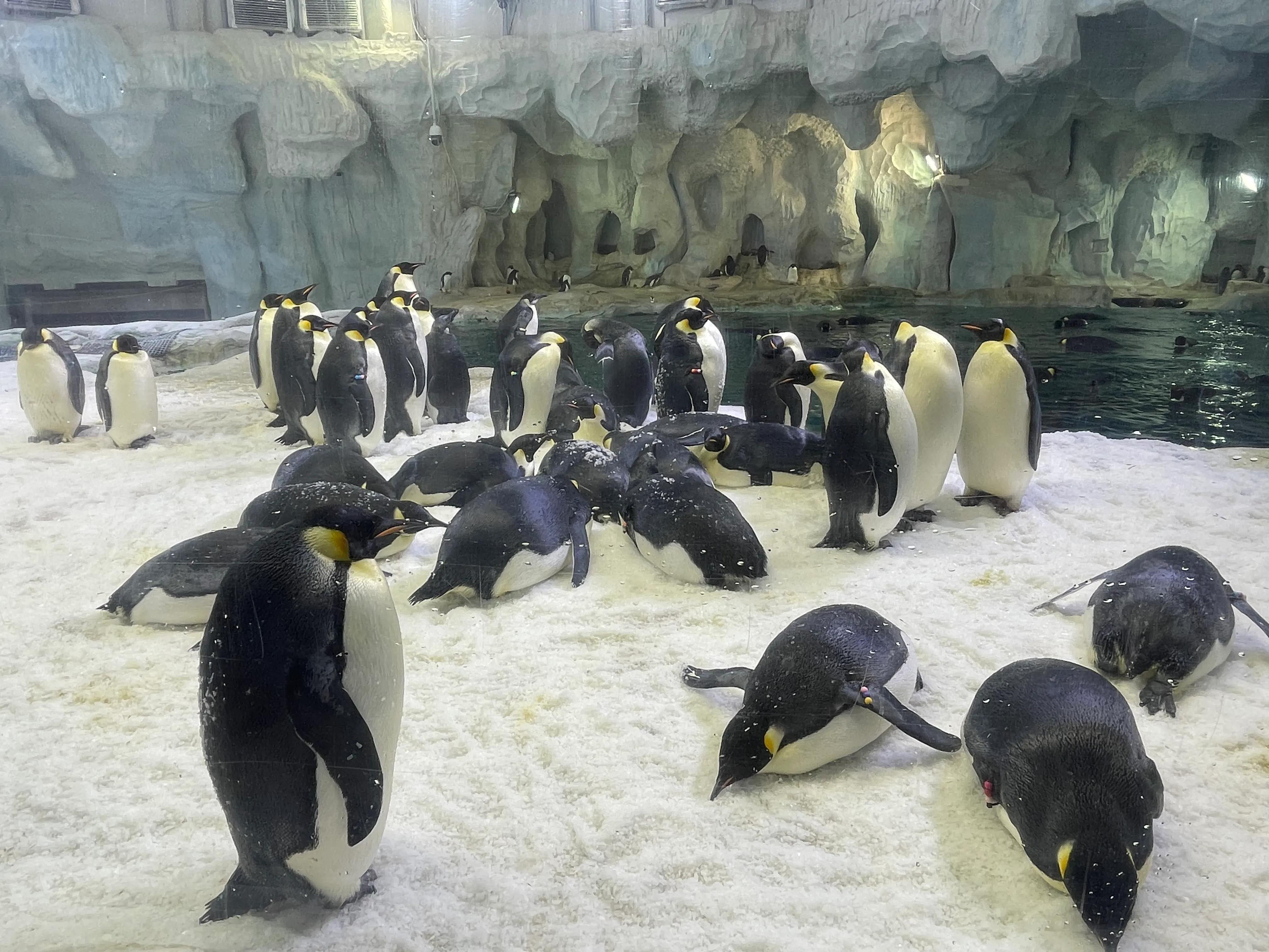 长隆动物园和珠海海洋王国哪个好,珠海长隆海洋王国与长隆动物园