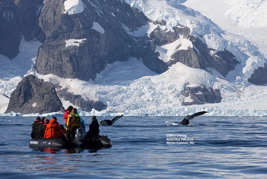 我在南极养企鹅,我在南极的日子