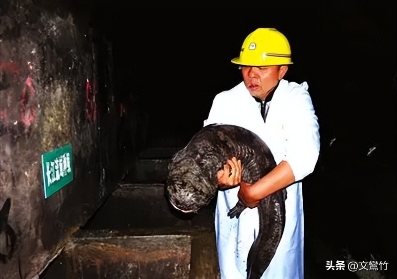 张家界甲鱼价钱表,张家界甲鱼