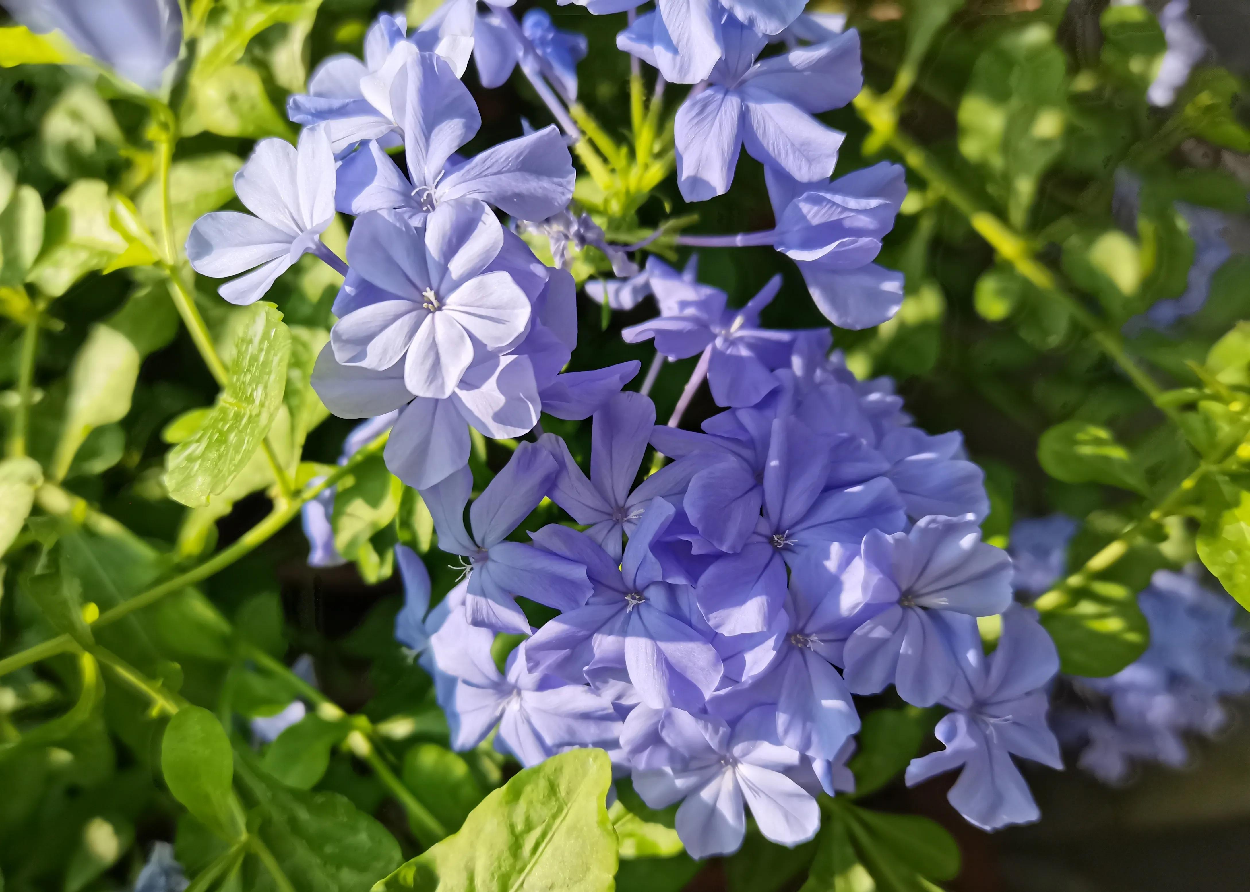 小普陀|苏溪的抉择是等待