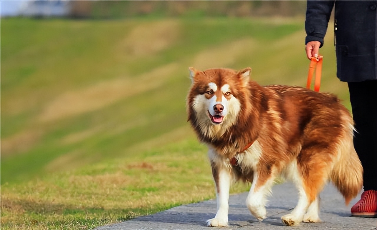 为什么阿拉斯加很少养,阿拉斯加雪橇犬有什么优点