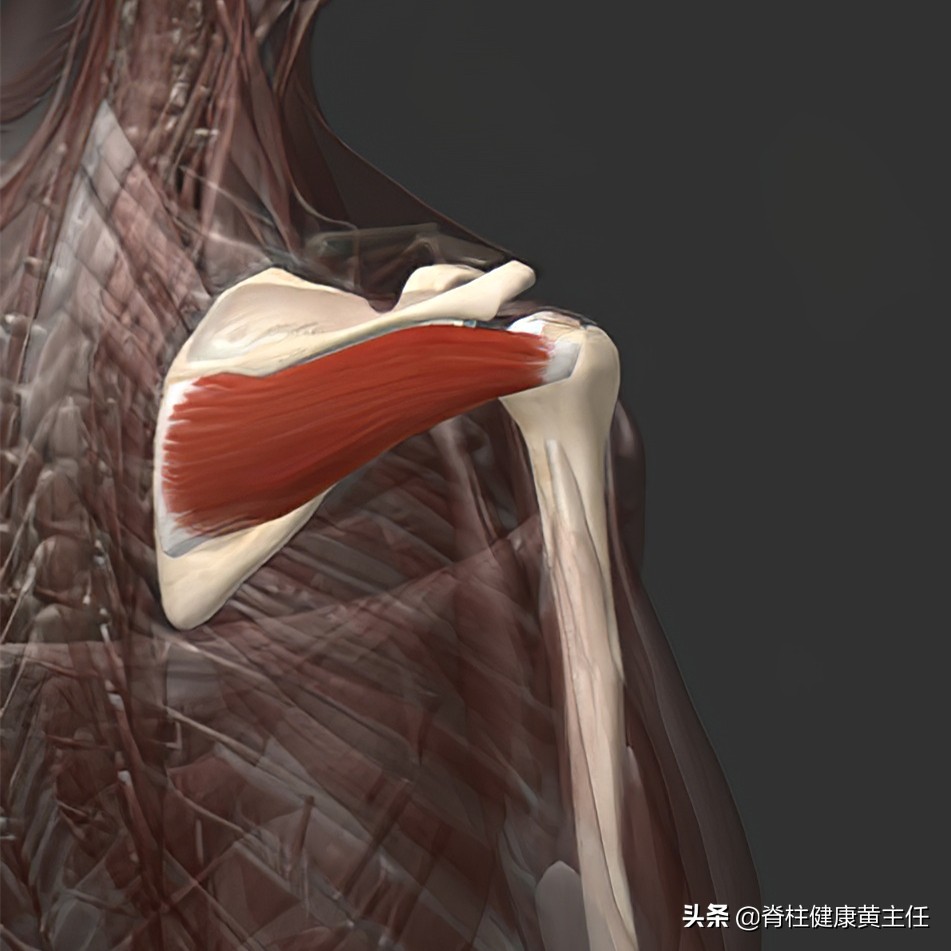 肩胛骨内侧疼痛如何检查,肩胛骨神经痛怎么辨别