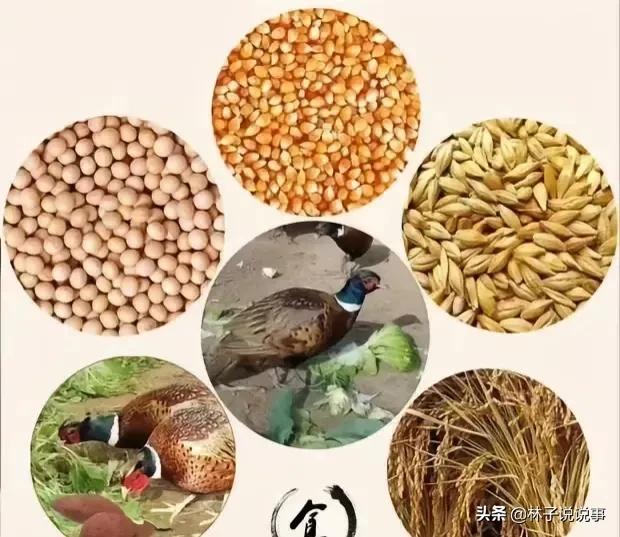 农村种植养殖什么最有前景,农村鸡鸭养殖前景怎么样