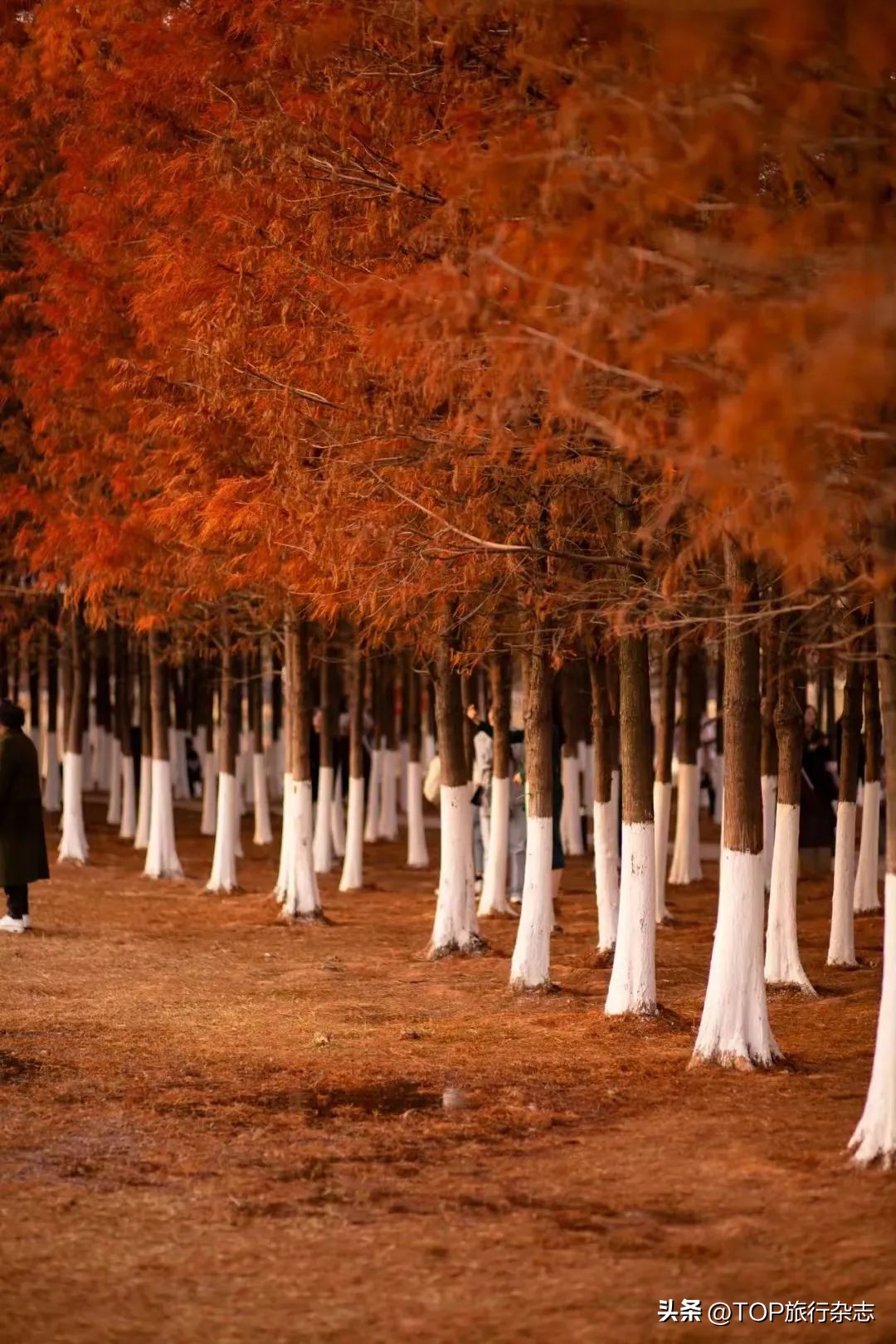 长沙秋景漂亮的地方,长沙周边秋景