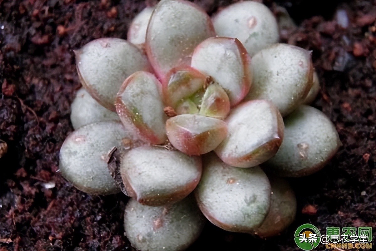 红宝石多肉掉叶子化水怎么办,多肉叶插叶子化水