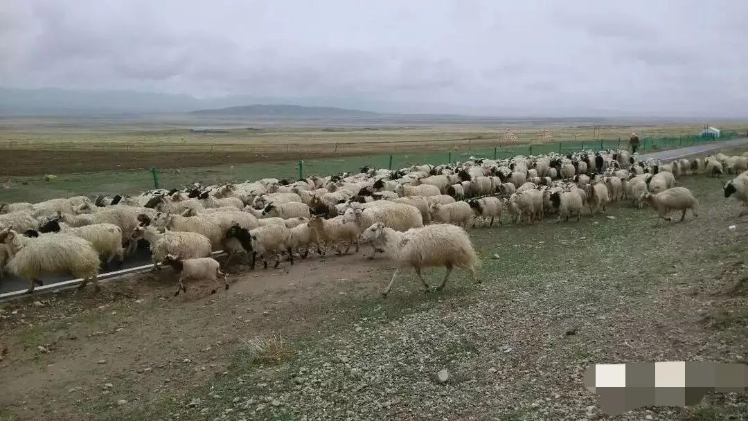 青海湖自驾一圈需要多久,环游青海湖自驾游攻略