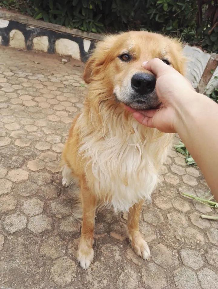 狗狗分得清人类的长相吗,在狗狗眼里分男女吗