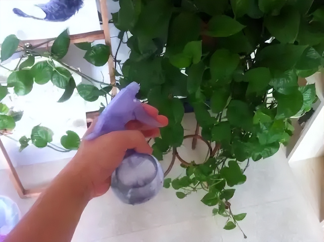 绿萝喜欢浇什么水才能长得旺,绿萝浇什么水它能长得特别旺盛