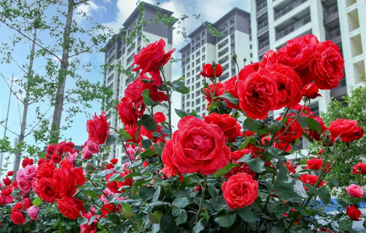 重庆国际象棋锦标赛,中国重庆国际象棋协会