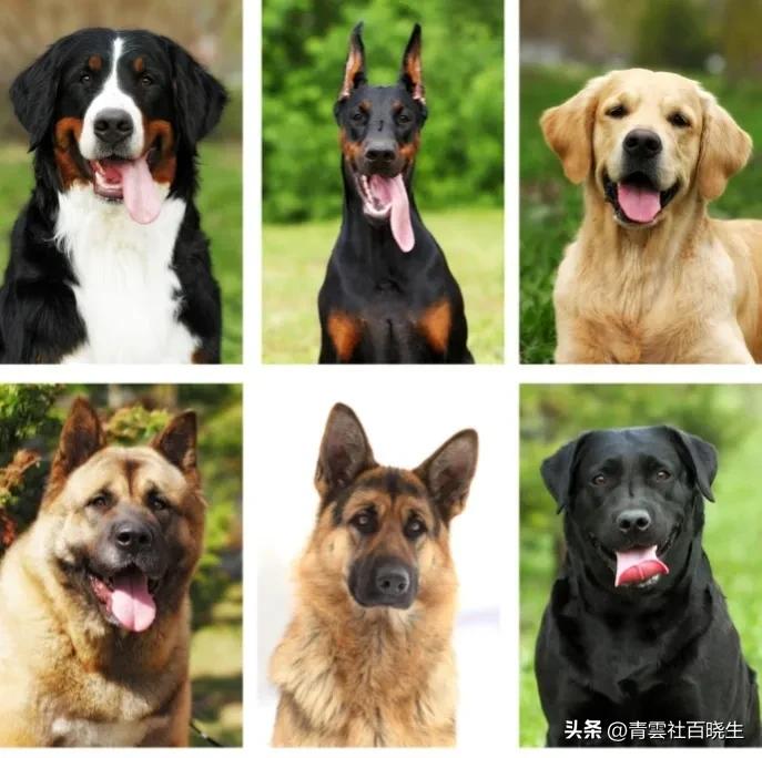 狗狗的自白，甜蜜的负担