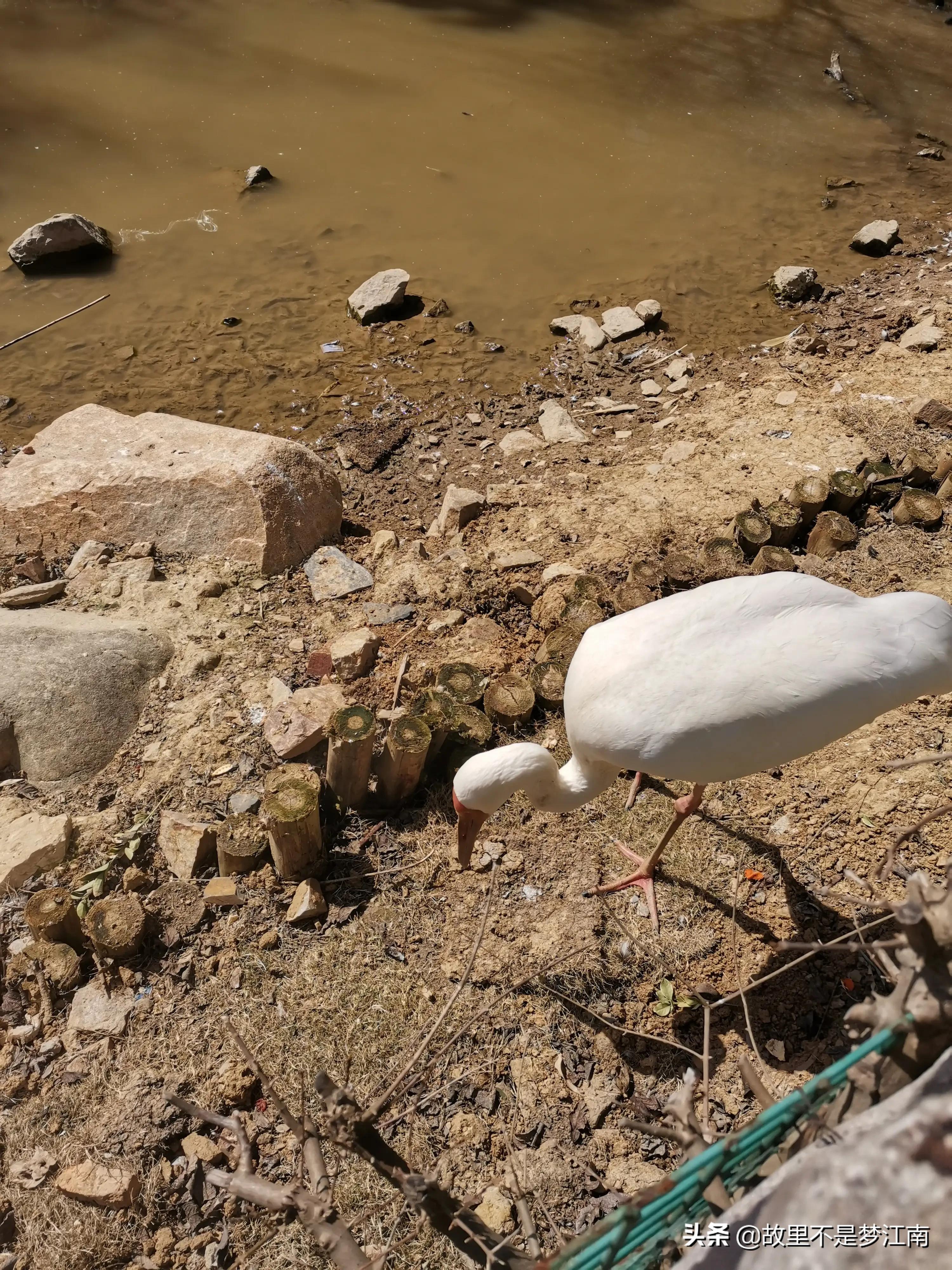 百鸟园儿童乐园,百鸟公园儿童乐园
