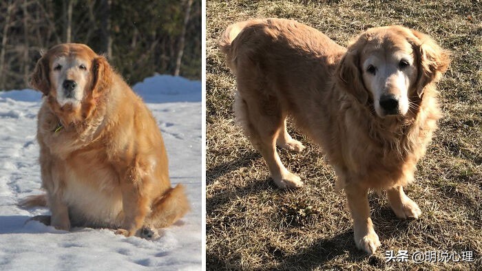 猫咪和鼠鼠的故事,猫和鼠的友谊真实故事