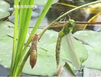 豆娘和蜻蜓是同一种动物吗,蜻蜓豆娘是珍稀动物吗