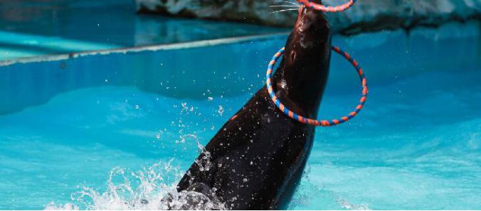 这里有只熊猫会叉腰!——上野的一大波“萌”兽来袭