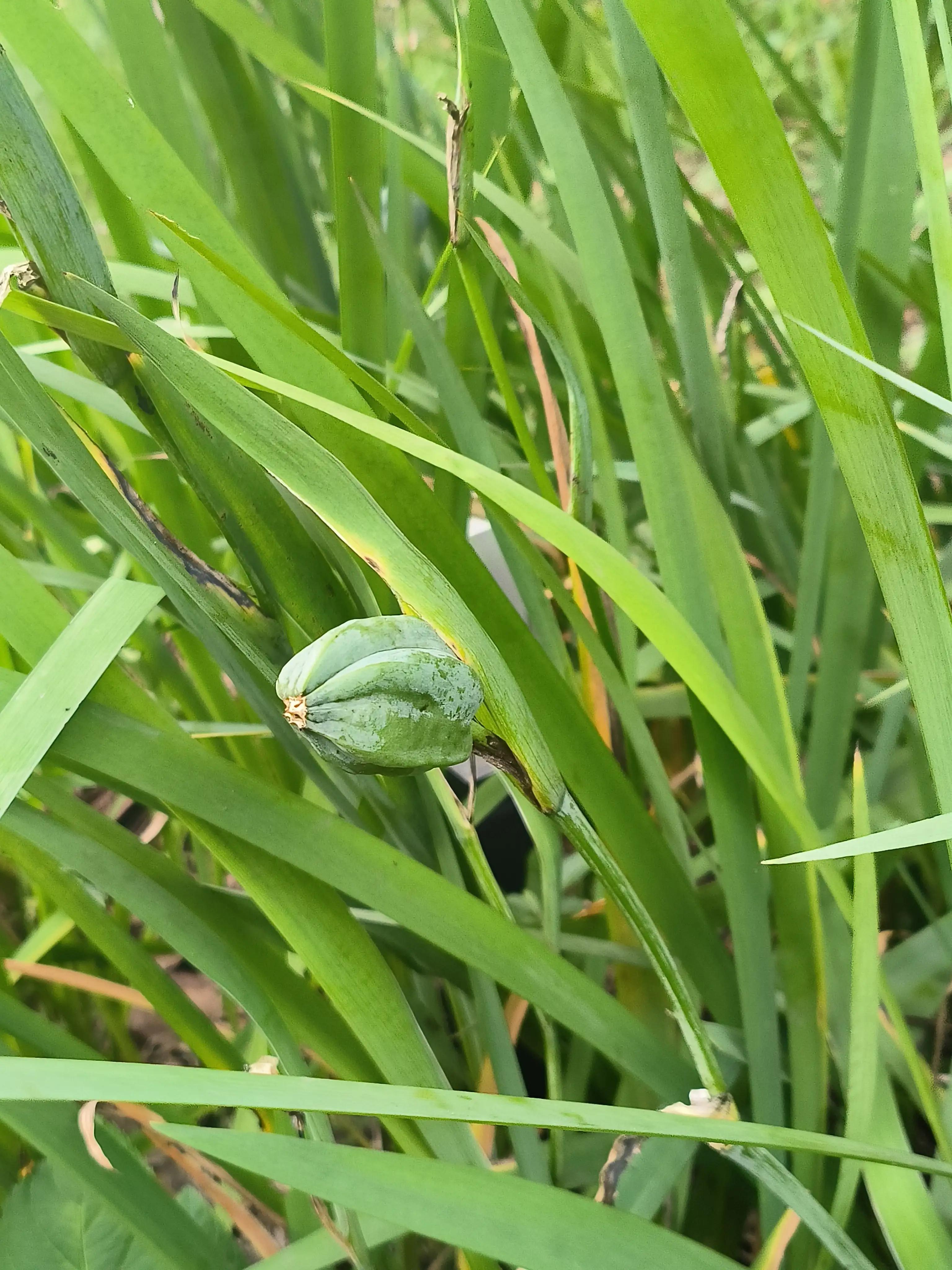 夏日花草别样美,美丽的花草合集
