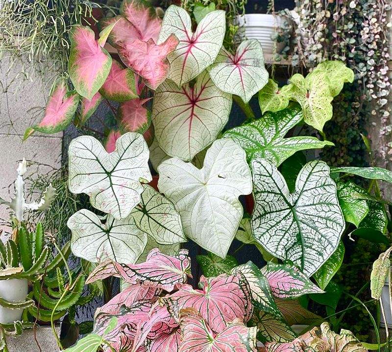 喜阴最好养的10种花,杜鹃花喜阴还是喜散光