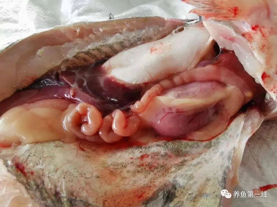 叉尾鮰肠炎治疗,叉尾鮰套肠是什么原因引起的