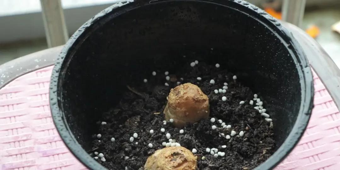 露天阳台种植生姜技术,家庭阳台种植生姜的方法与时间