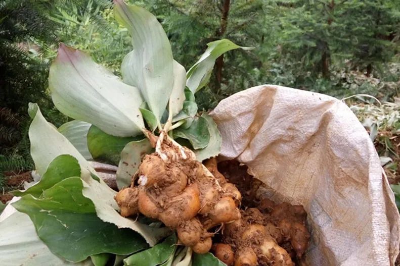 姜类香辛料都包含哪些种,12种必须了解的香料作用和用量