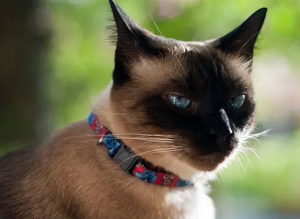 当十二星座遇见小猫咪会怎么样呢,十二星座的专属小猫咪