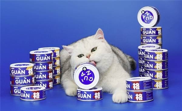 猫咪瘦了吃什么发胖,猫咪增肥吃什么罐头测评