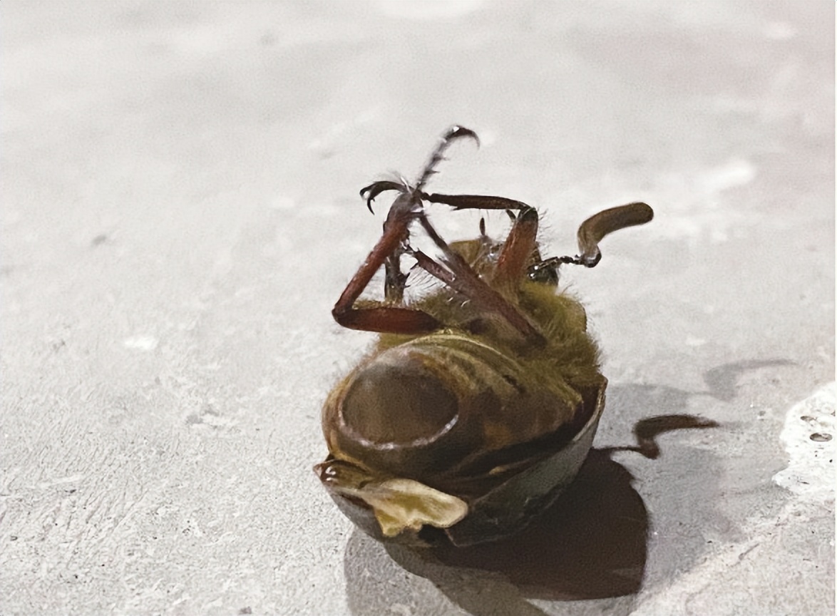 夏夜的虫子有哪些,夏夜会叫的虫子有哪些