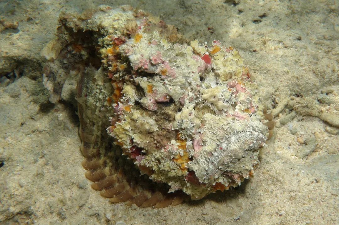 这些鱼都吃过，我是怎么活到现在的？！