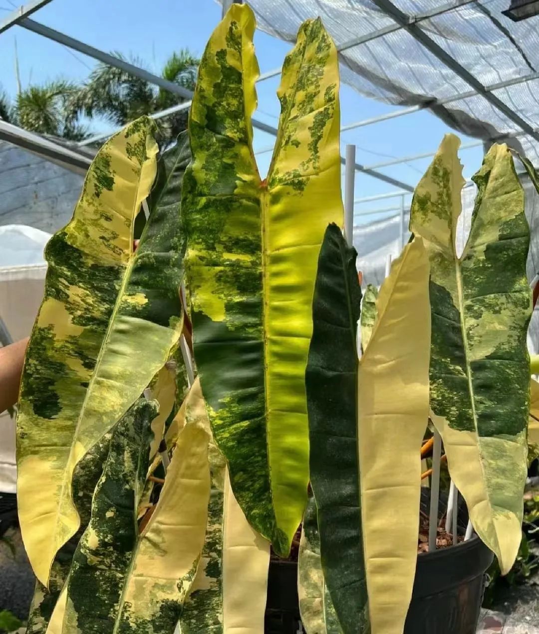 蔓绿绒品种图片大全,蔓绿绒品种图片图文