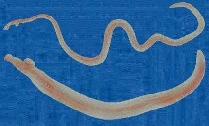 肛门瘙痒引起周围皮肤瘙痒挠破皮,肛门周围瘙痒用什么药可以治疗