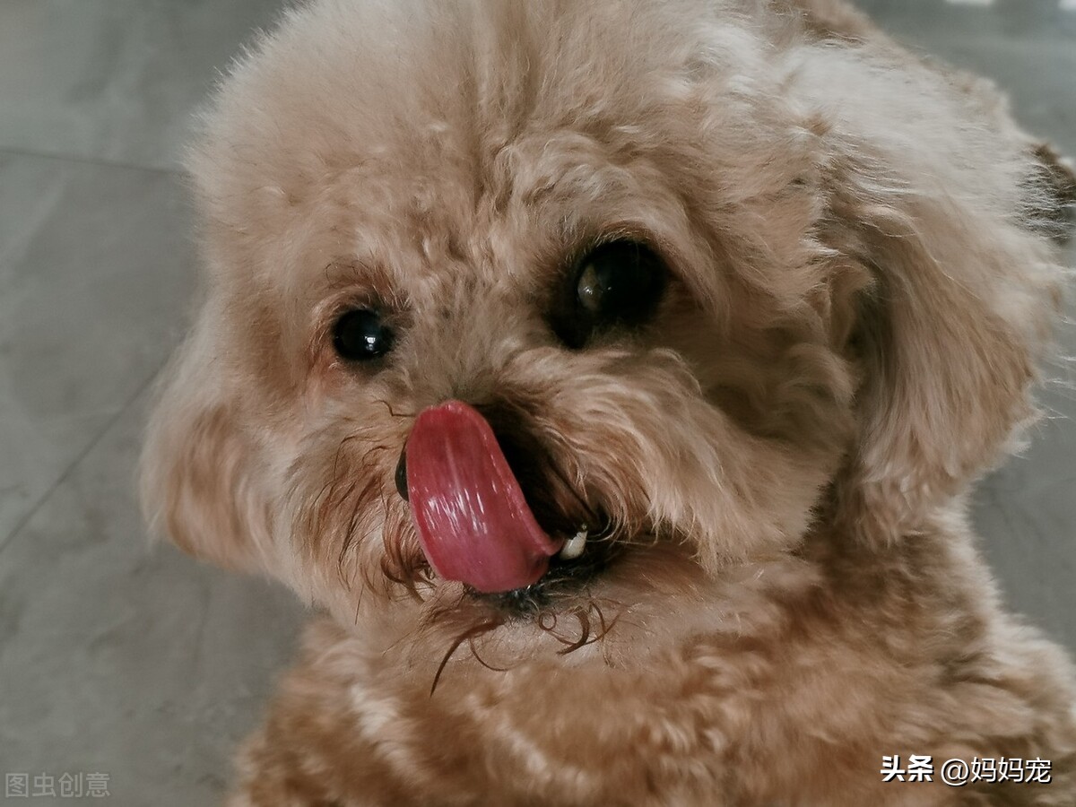 泰迪犬一般多少钱,泰迪犬一个月需要多少钱