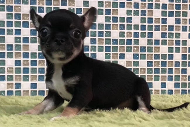 吉娃娃喘粗气,吉娃娃总是发出鹅喘