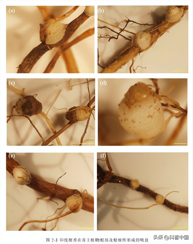 三大公认最好闻的香料排名,这四种香料的小知识你都知道吗