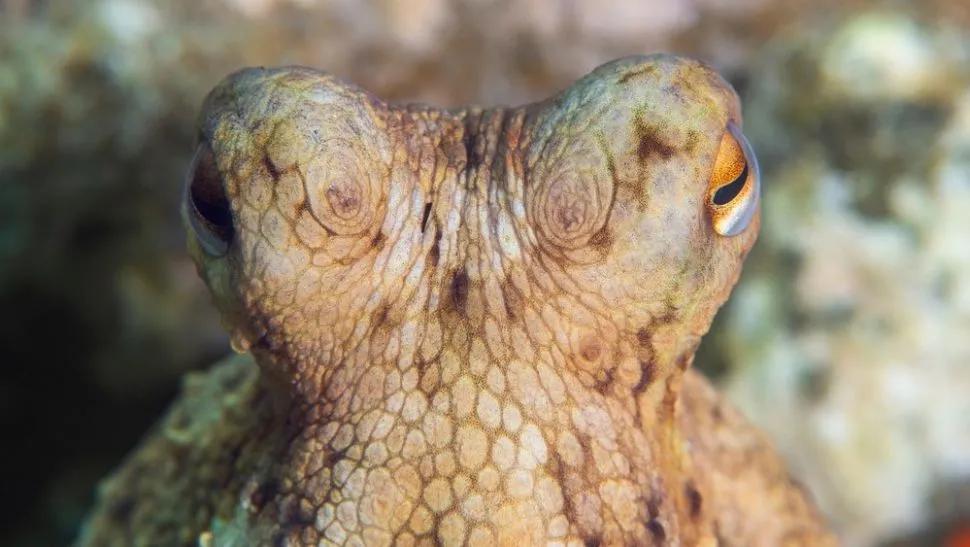 一刀下去章鱼变色,模拟章鱼变色视频