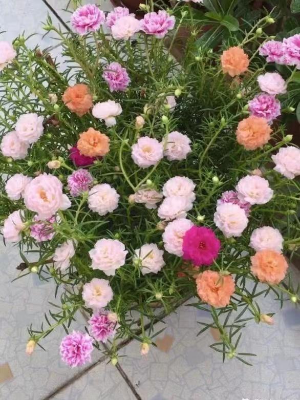 扦插花的快速生根法,哪些花卉可以用扦插的方法插活