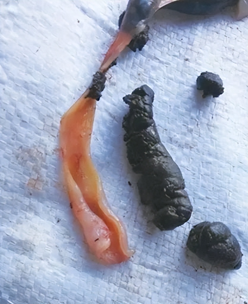 鱼类便秘怎么治疗,鱼塘里的鱼便秘怎么治疗最好