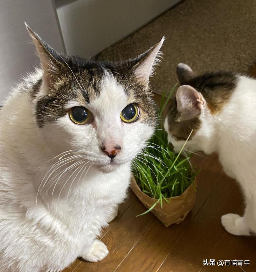 流泪猫猫头原图,最近猫猫头为什么这么火