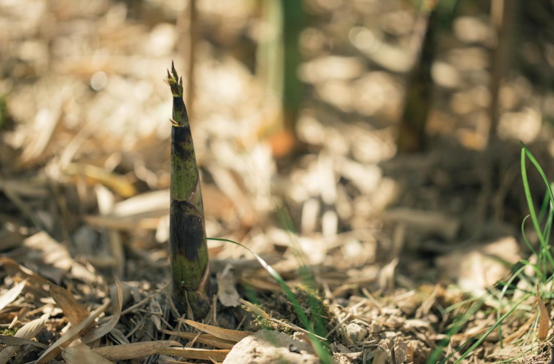 不愧是天下第一山真的很壮观,不愧是天下第一奇山