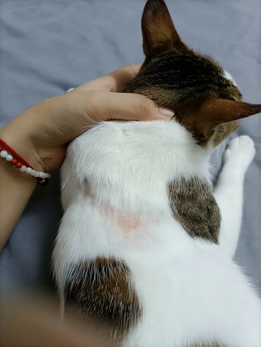 猫掉毛很厉害怎么办？这些育宠小技巧来救你！