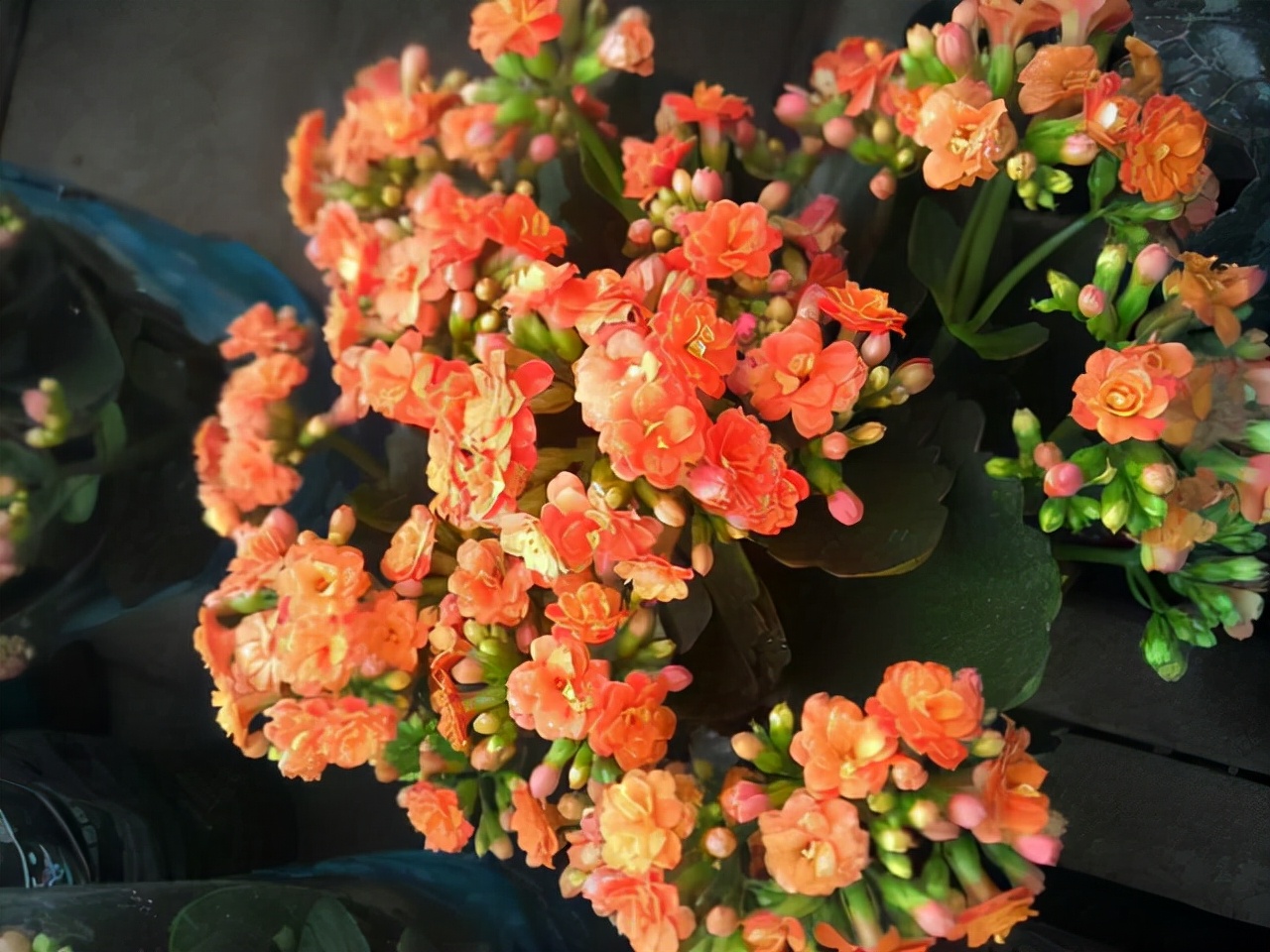 教你扦插大法扦插什么植物都能活,扦插小技巧栽培小妙招