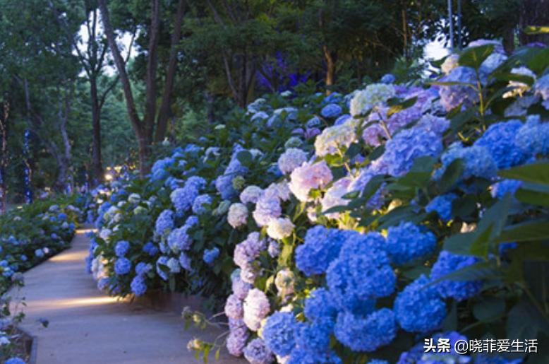 家有庭院就养4种花颜值高,南方庭院地栽最佳十种花