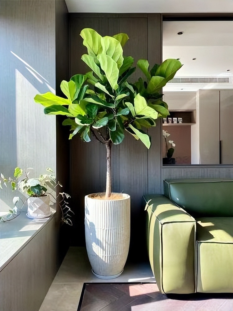 客厅见树家兴人旺6种吉利树好养,大厅门前放什么树最好最吉利