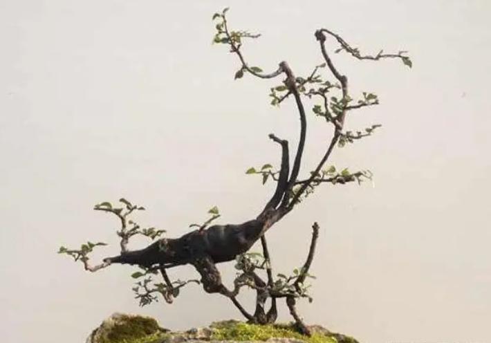 金弹子分公母，公有果母无果？5条解析告诉你