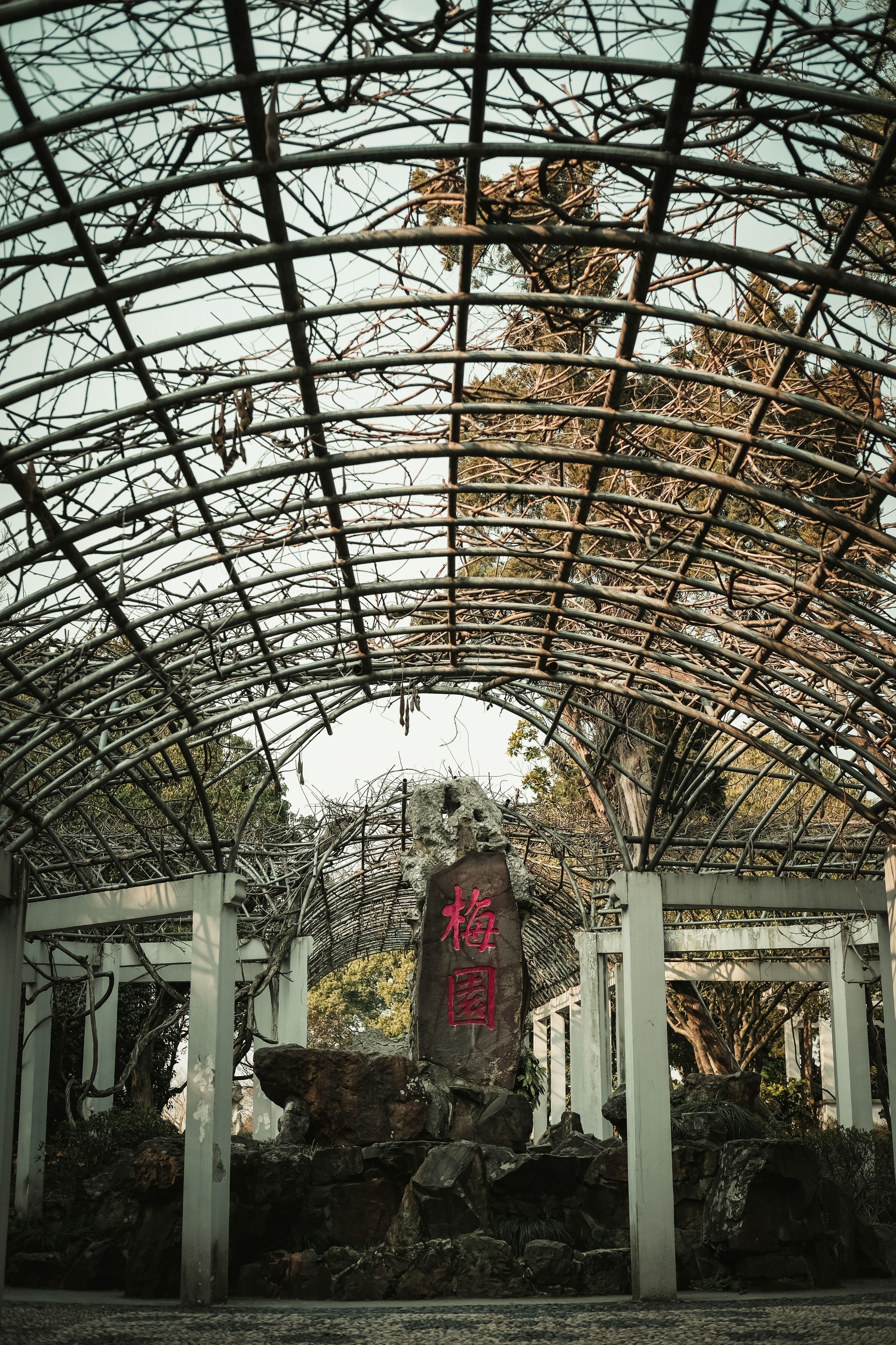 老梅园，你没有游览到；你游览的只是新梅园