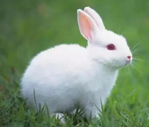 野兔的体型特点,野兔的形态特征